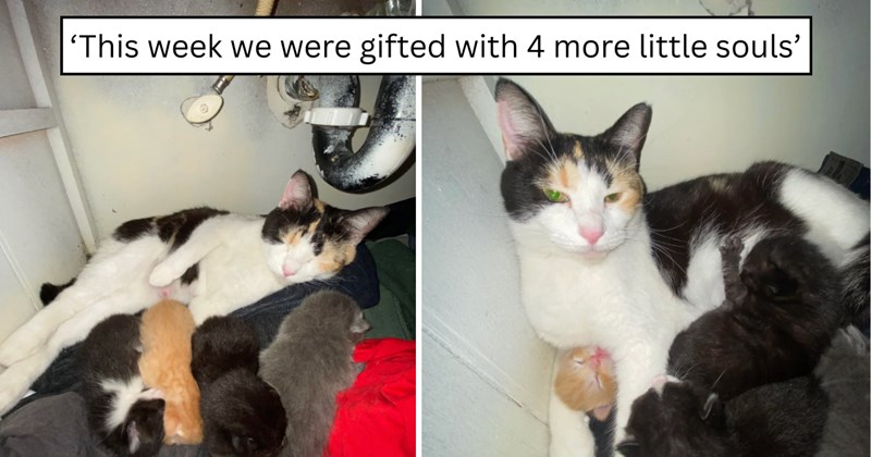 26 pictures of cats and text | thumbnail includes two pictures of a cat and one picture of text including '‘This week we were gifted with 4 more little souls’' 