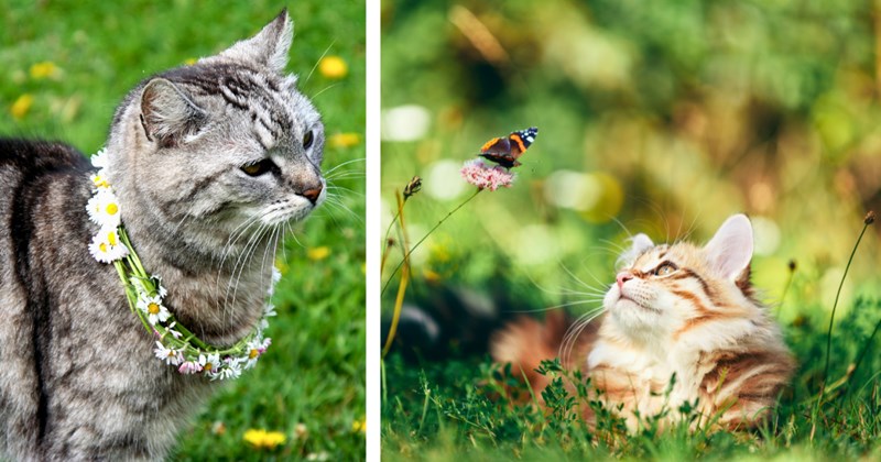 30 cat pictures | thumbnail includes two pictures of cats