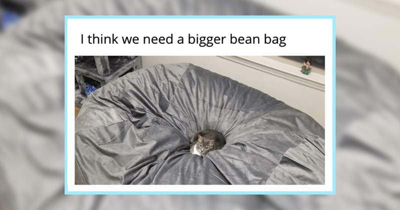 23 Hissterical Cat Memes fur Hoomans Having a Heck of a Hard Morning | thumbnail includes one image which shows a gray cat loafing in a giant bean bag ‘I think we need a bigger bean bag’