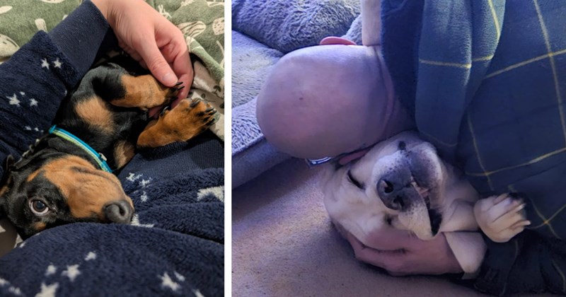 20 Cuddly Puppers and Pawrent Pics Pawfect Dog Moms and Dads Missing their Canine Children | thumbnail includes two images  one image shows a dachshund puppy lying on their pawrent smiling, the other image shows a man and dog cuddling on side on floor