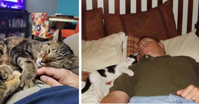 21 Cuddly Photos Feline Pawrents Achieving Peak Cat Pawrenthood | thumbnail includes two images one image shows a tabby cat lying in person’s lap being stroked face, the other image shows man sleeping on back in bed with black and white kitten hugging mans shoulder