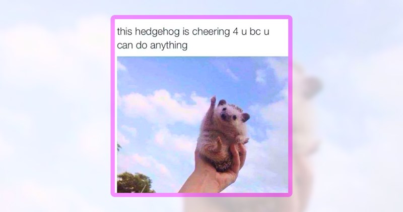 22 hedgehog memes | thumbnail includes one meme including 'this hedgehog is cheering 4 u bc u can do anything'