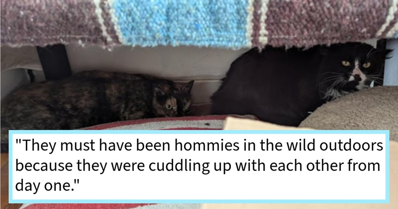 Sneaky stray cat disappears after being trapped adopted into Canadian cat lover’s home, causing reset trap capture second feral feline, after which original cat comes crawling out basement, making them instantly happy fur family | thumbnail includes one image which shows two cats loafing together under a bed ‘“They must have been hommies in the wild outdoors because they were cuddling up with each other from day one.”’