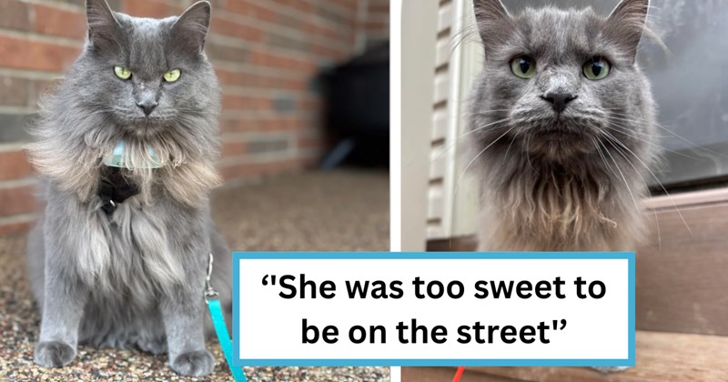 Uniquely beautiful grey cat abandoned when owner moves to a nursing home, kind man finds her and adopts her despite having a full house of dogs and cats