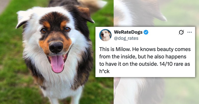 23 tweets from @dog_rates of cute dogs | Thumbnail includes one picture of a dog, and one picture of a tweet including 'WeRateDogs @dog_rates ... This is Milow. He knows beauty comes from the inside, but he also happens to have it on the outside. 14/10 rare as h*ck'