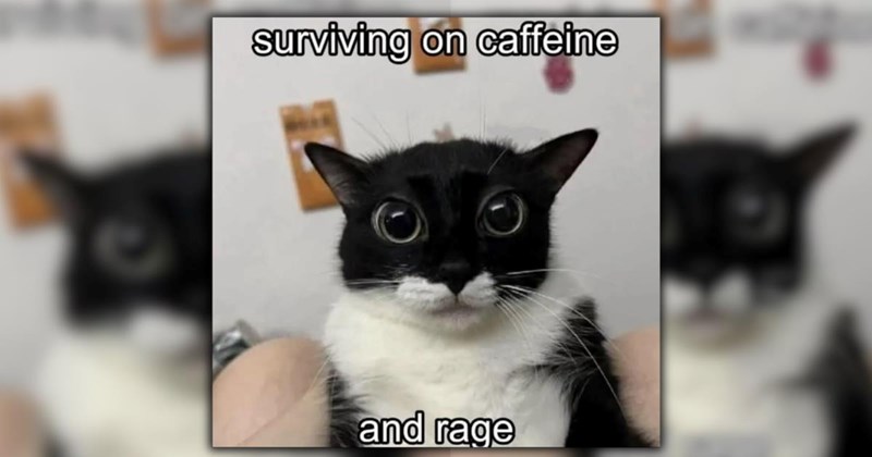 A Fancy Feast of 24 Feline Feel-Goods To Browse on a Cozy Saturday Morning (March 21, 2026)