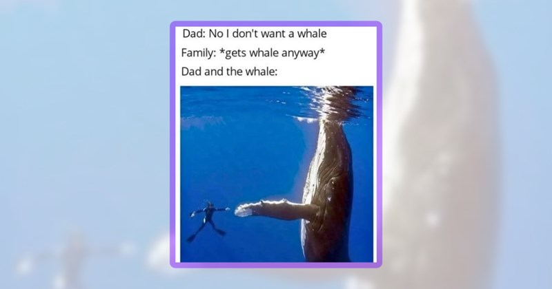 36 animal memes | thumbnail includes one meme including 'Dad: No I don't want a whale Family: *gets whale anyway* Dad and the whale:'