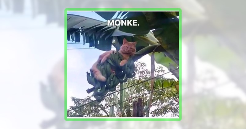 27 cat memes | thumbnail includes one meme including 'MONKE.'