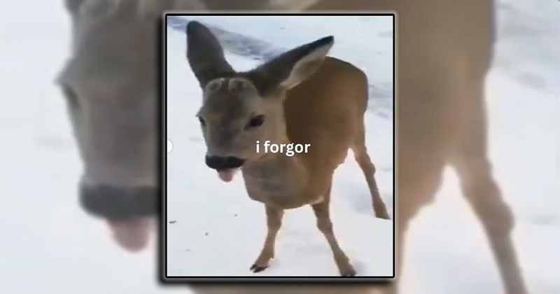 humor jokes laughter Memes positive inspirational self improvement uplifting comedy happy funny positivity self help Funny Memes - 44745221