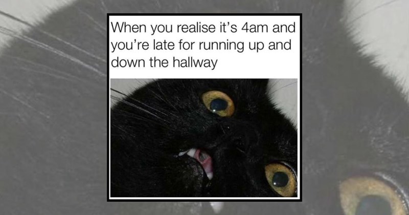 funny cat memes black cats adorable cats funny cats Cats cat memes Cats - 44748293