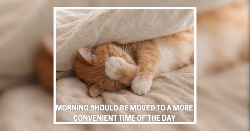 A Gentle Purring of Cat Memes for Owners In Need of a Hug