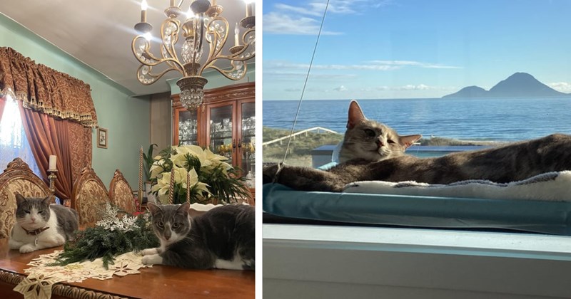21 Super Spoiled Cat Children Who Stand Inherit their Pawrents’ Estates | thumbnail includes two images one image shows two gray and white cats on a wooden dining table surrounded by upper class decor, the other image shows a brown cat lying in a window hammock with ocean view