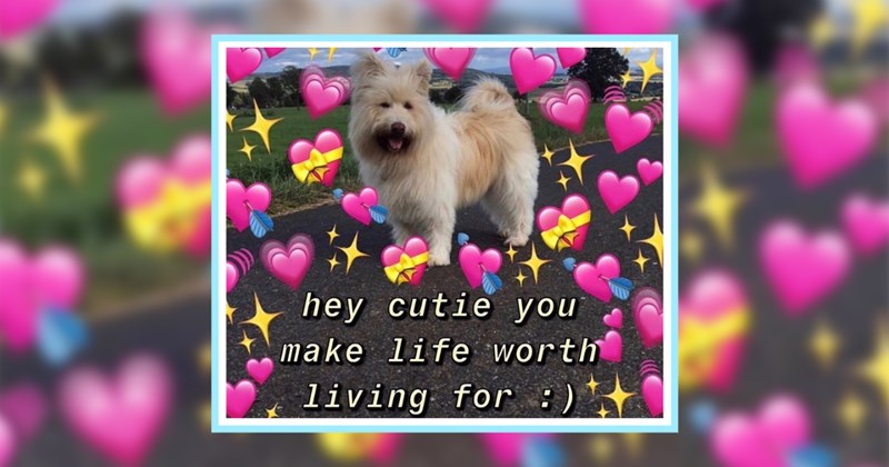 24 Wholesome Animal Memes for a Heartwarming Helping of Morning Pawsitivity | thumbnail includes one image which shows a white fluffy dog standing in park surrounded by heart emojis ‘hey cutie you make life worth living for’