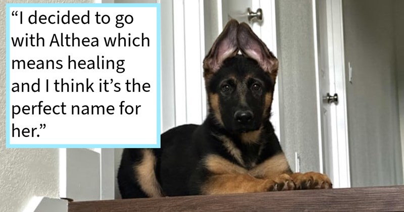 German Shepherd puppy adoption caused rift between married couple, begins helping heartbroken wife grieve loss soul dog: ‘ reliving Roxy's puppyhood being given second opportunity furnish her with same amount of love.’ | thumbnail includes one image which shows a german shepherd puppy with ears up sitting atop stair case ‘“I decided to go with Althea which means healing and I think it’s the perfect name for her.”’