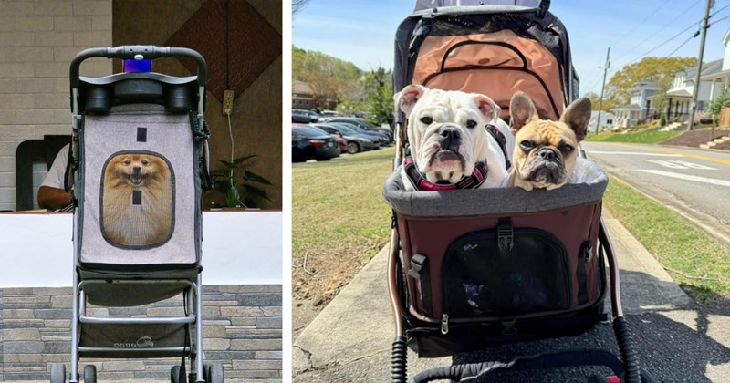 39 Sweet Pics Stroller Pups Living Better Hooman Children | thumbnail includes two images one image shows a brown pomeranian in a gray stroller, the other image shows a white bulldog and a brown french bulldog in a red stroller