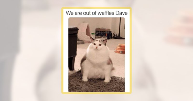 20 cat memes | thumbnail includes one meme including 'We are out of waffles Dave'