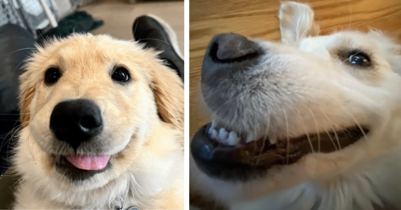 26 Silly Pupper Pics Gloriously Goofy Golden Retrievers Warm Heart | thumbnail includes two images one image shows a golden retriever puppy sticking tongue out a little, the other image shows a golden retriever up close smiling