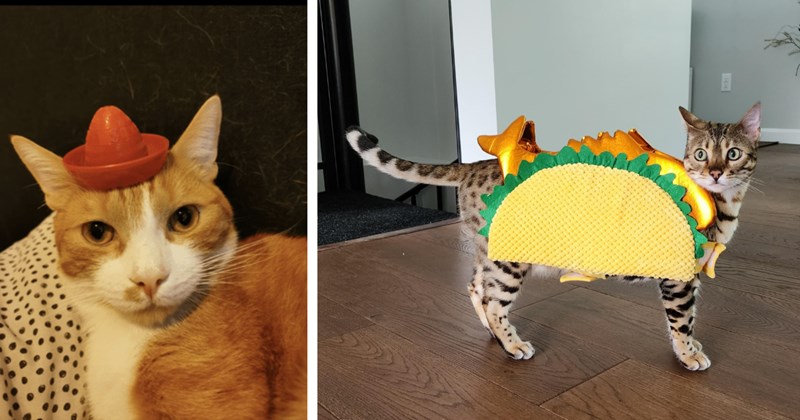 24 Goofy Cat Pics Purrfect Picking You Up When You’re Feeling Down | thumbnail includes two images one image shows an orange cat with a red plastic mini sombrero on its head, the other image shows a bengal cat wearing a taco costume
