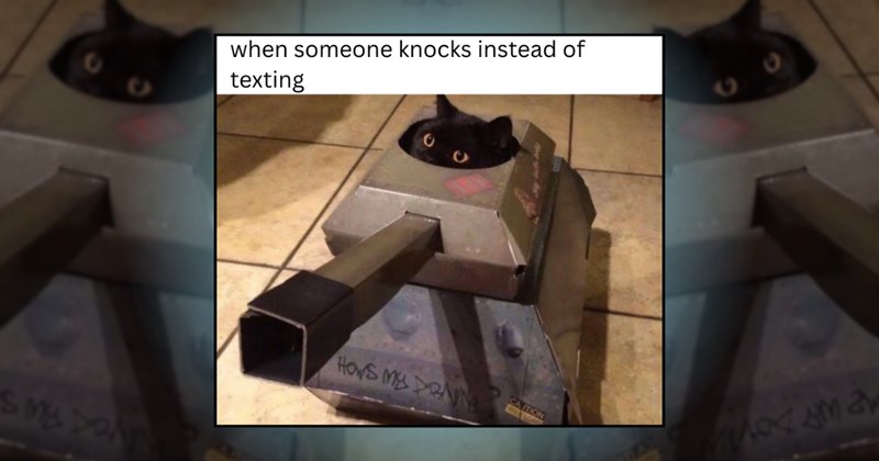 kitten cute memes cats kittens funny