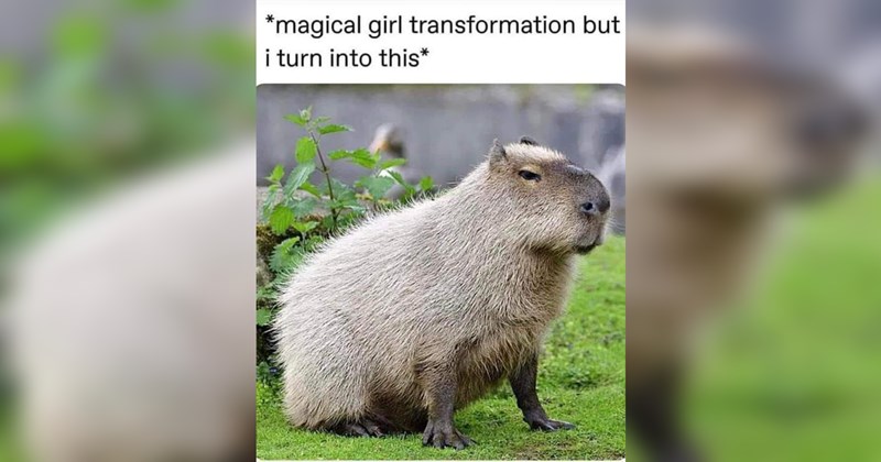 Random Memes to Massage the Brain