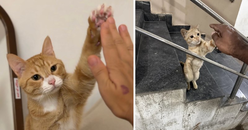 21 cat pictures | thumbnail includes two pictures of cats 