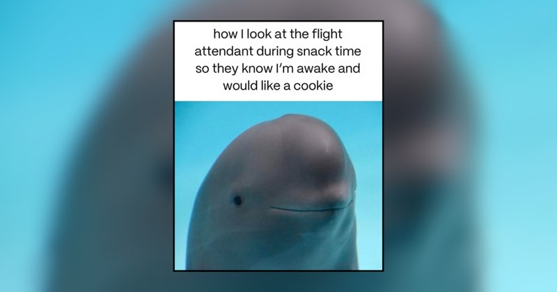 holiday memes funny memes airplane mode trip vacation memes travel memes vacation Holidays - 44763909