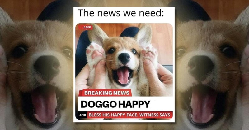 dog dogs canine cute memes meme