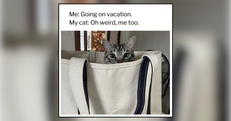 22 cat memes | thumbnail includes one cat meme and one picture of text including 'Me: Going on vacation. My cat: Oh weird, me too.' 