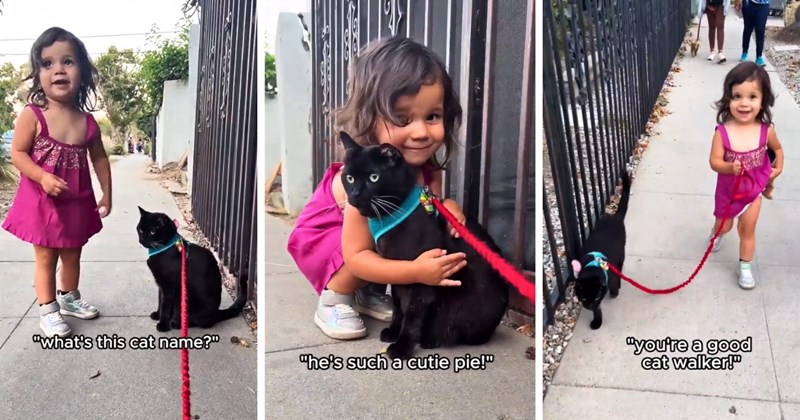 35 text pictures, 14 girl and cat pictures | thumbnail includes one picture of a girl and a cat including 'what's this cat name?', and one picture of a girl and a cat including 'he's such a cutie pie!', and one picture of a girl and a cat including 'you're a good cat walker!'