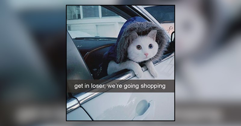 24 cat memes | thumbnail includes one meme and one picture of text including 'get in loser, we're going shopping' 