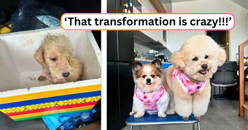20 text pictures, 3 dog pictures | thumbnail includes two pictures of a dog, and ‘That transformation is crazy!!!’