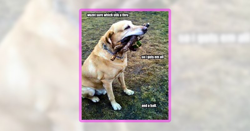 27 dog memes | thumbnail includes one meme including 'wuznt sure which stik u thru so i gots em all and a ball.'