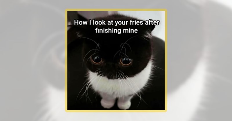 20 cat memes | thumbnail includes one meme including 'How I look at your fries after finishing mine'
