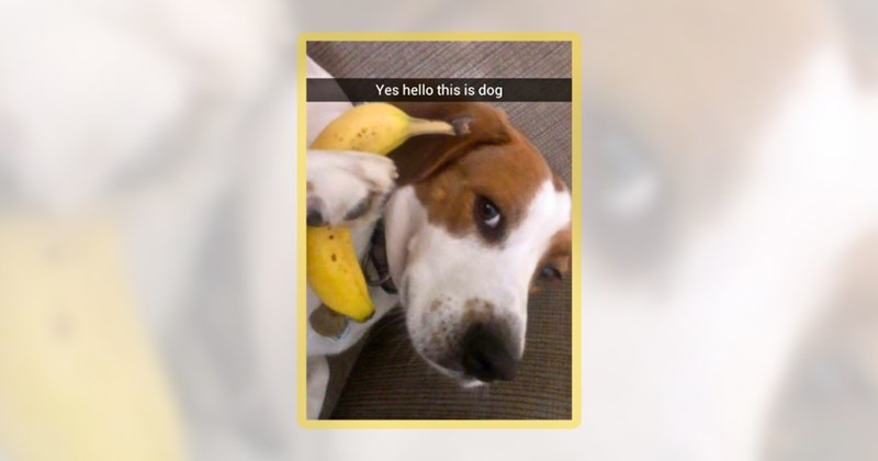 26 dog memes | thumbnail includes one meme including 'Yes hello this is dog'