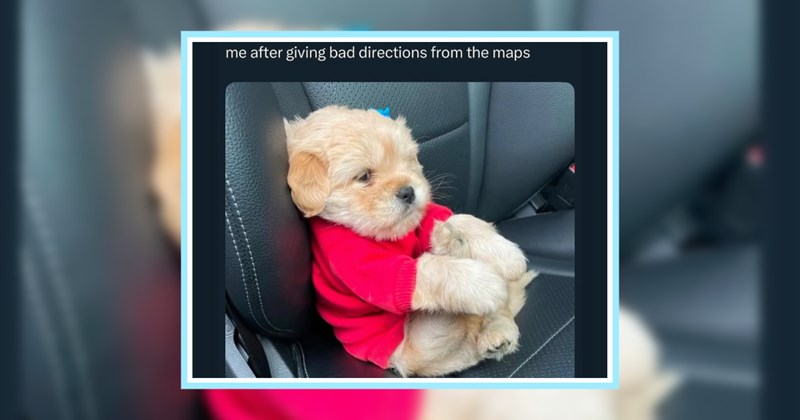 23 Sweet Animal Memes Putting Aww in Awwdorable | thumbnail includes one image which shows a small cream colored dog sitting like a person holding its back legs in a car ‘me after giving bad direction from the maps’