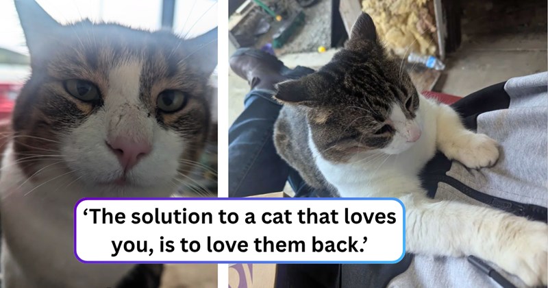 18 text pictures, 5 cat pictures | thumbnail includes two pictures of a cat, and ‘The solution to a cat that loves you, is to love them back.’