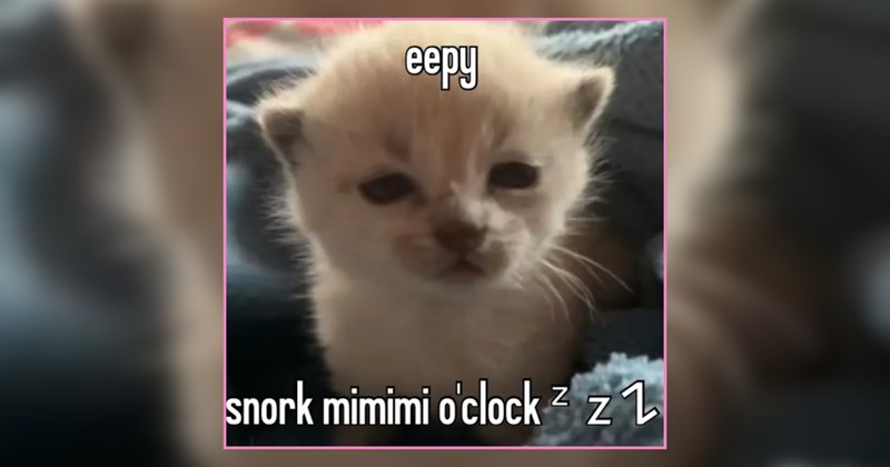 25 Soft & Sleepy Kitties for Gentle Little Brain Breaks 
