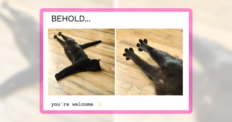 20 cat memes | thumbnail includes one meme including 'BEHOLD... you're welcome'