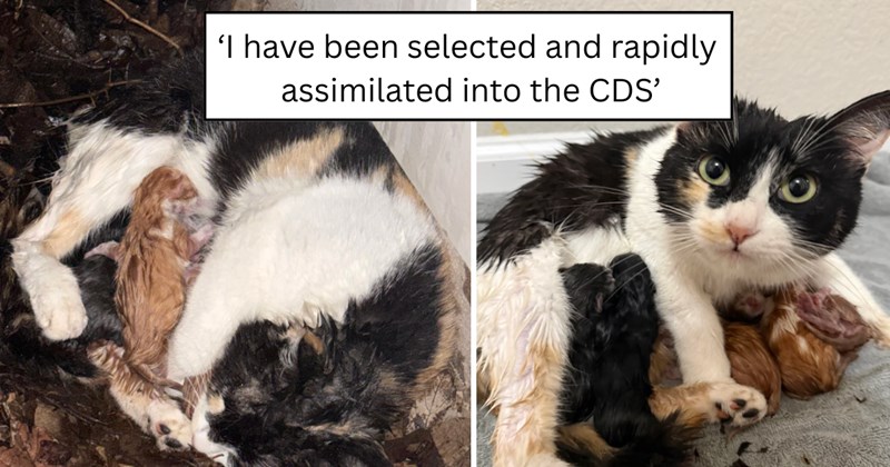 35 pictures of cats and text | thumbnail includes two pictures of cats and one picture of text including '‘I have been selected and rapidly assimilated into the CDS’' 