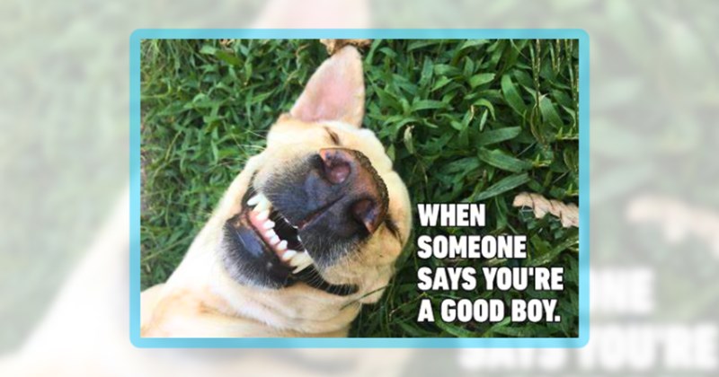 24 dog memes | thumbnail includes one meme including 'WHEN SOMEONE SAYS YOU'RE A GOOD BOY.'