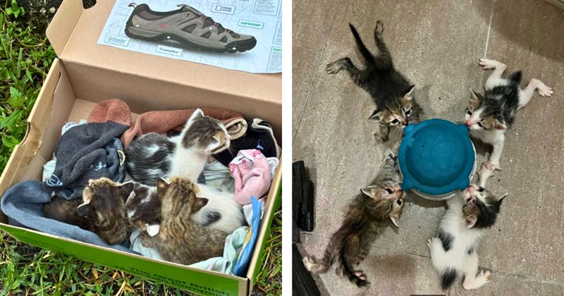 Story of rescuing four kittens from the side of the road | Thumbnail includes one picture of kittens in a shoebox, and one picture of kittens during feeding time