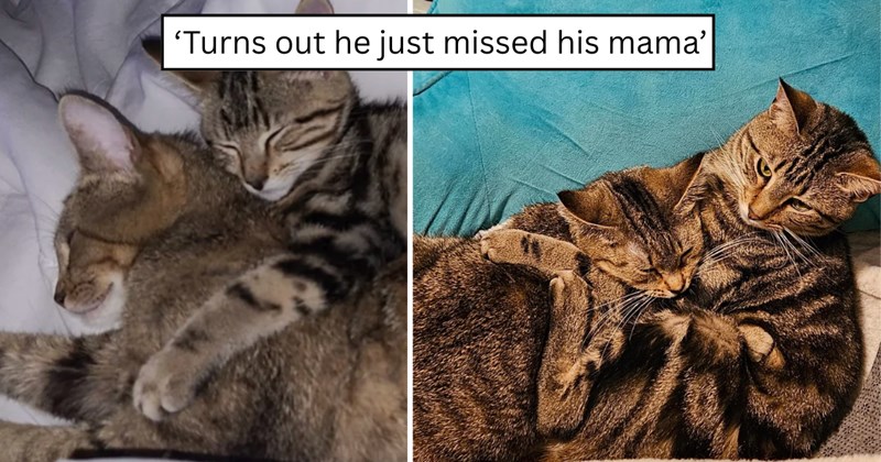 23 pictures of cats and text | thumbnail includes two pictures of a cat and one picture of text including '‘Turns out he just missed his mama’' 