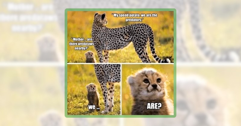 25 wild animal memes | thumbnail includes one meme including '"Mother....are there predataws nearby?" "My speed potato, we are the predators." we... ARE?'