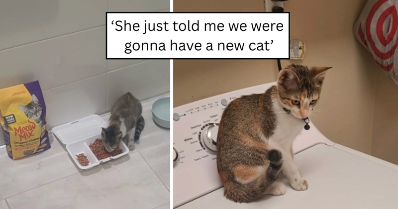 21 pictures of cats and text | thumbnail includes two pictures of a cat and one picture of text including '‘She just told me we were gonna have a new cat’'