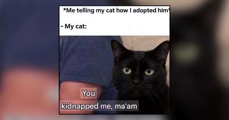 21 cat memes | thumbnail includes one meme and one picture of text including '*Me telling my cat how I adopted him* - My cat: You kidnapped me, ma'am' 