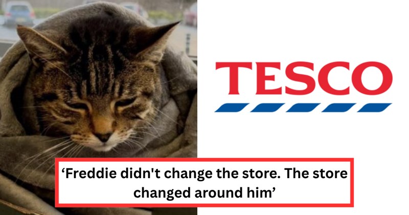 Story of a cat named Freddie getting allowed to come back to his Tesco spot | Thumbnail includes one picture of a cat, one picture of the Tesco logo including 'TESCO', and one picture of text including '‘Freddie didn't change the store. The store changed around him’'