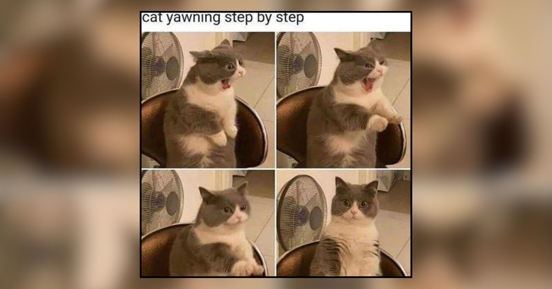 24 cat memes | thumbnail includes one meme and one picture of text including 'cat yawning step by step' 