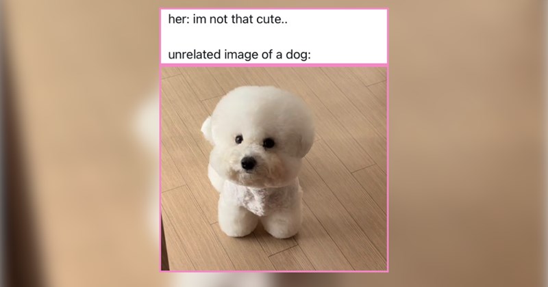 22 Comfort Doggosfor When Life Feels Overwhelming 