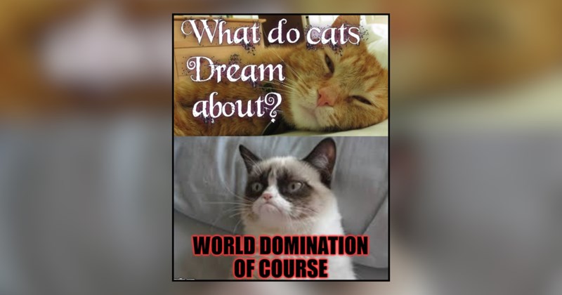 25 cat memes | thumbnail includes one meme and one picture of text including 'What do cats Dream about? WORLD DOMINATION OF COURSE' 