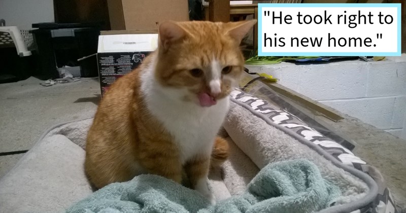 Cat abandoned family who moved away caught rehomed by neighborhood cat lover, who found him warm loving furever home complete cat siblings, rescuer says: ‘His new home will have lots kitty playmates he should be well taken care of!’ | thumbnail includes one image which shows an orange and white cat licking mouth ‘“He took right to his new home.”’